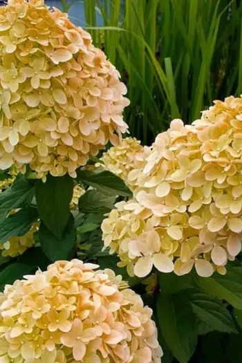 Гортензія волотиста ’Лівінг Коттон Крем’|Hydrangea paniculata ’Living Cotton Cream’|Гортензия метельчатая ’Ливинг Коттон Крем’